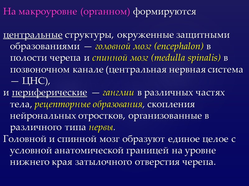 На макроуровне (органном) формируются   центральные структуры, окруженные защитными образованиями — головной мозг